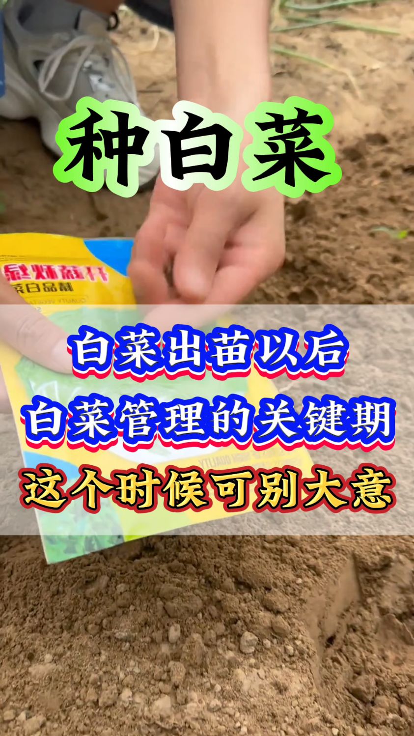 种白菜，白菜出苗以后是白菜管理的关键期。