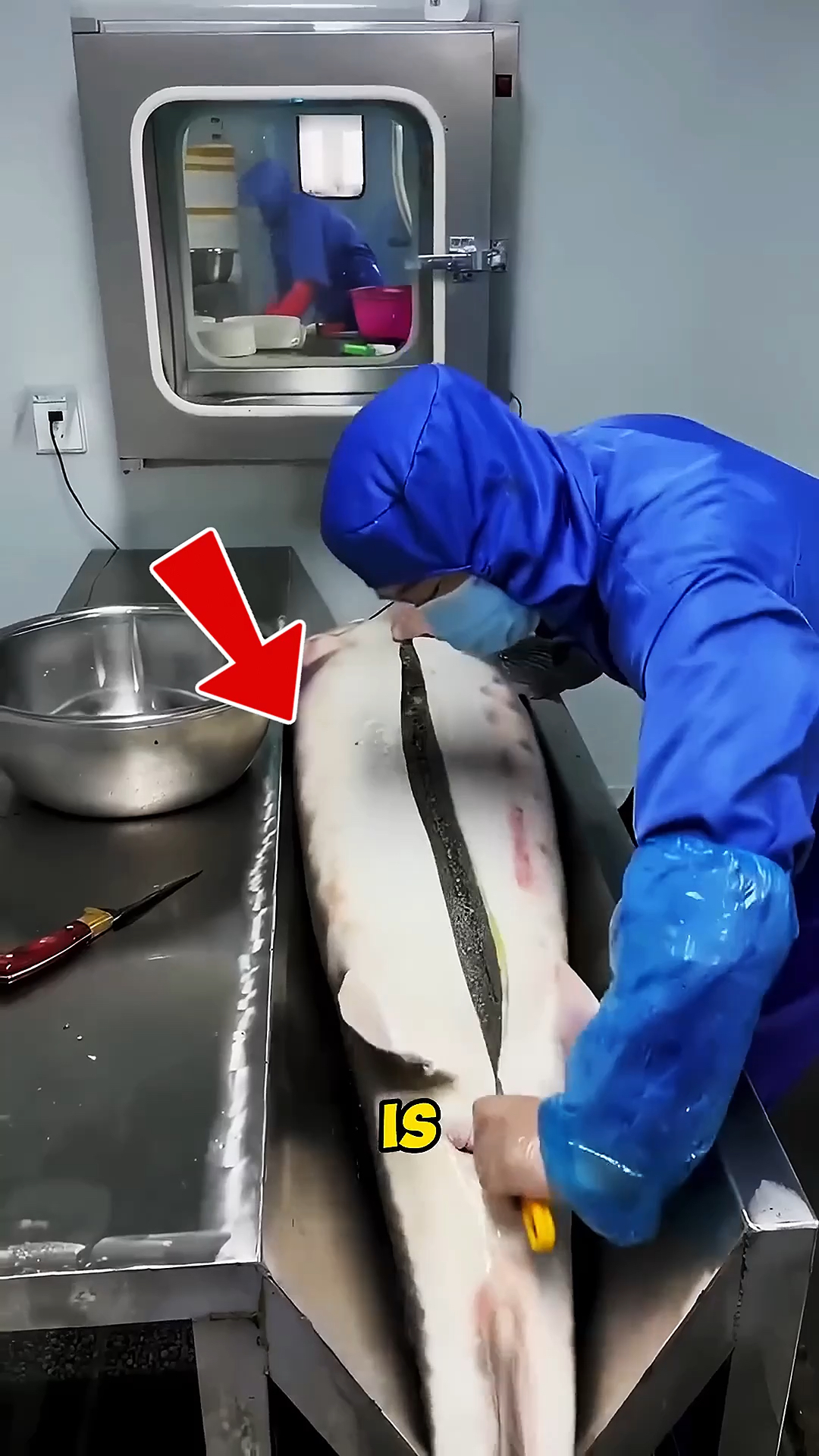 为什么鱼子酱如此昂贵