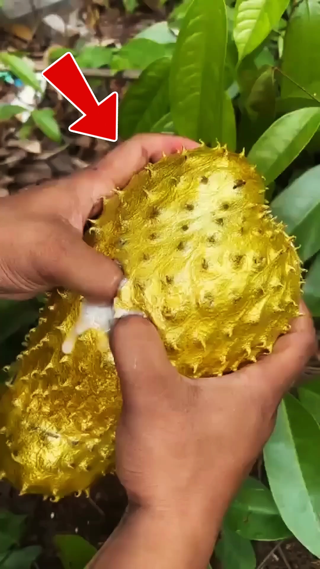 这些就是世界上色彩最丰富的水果