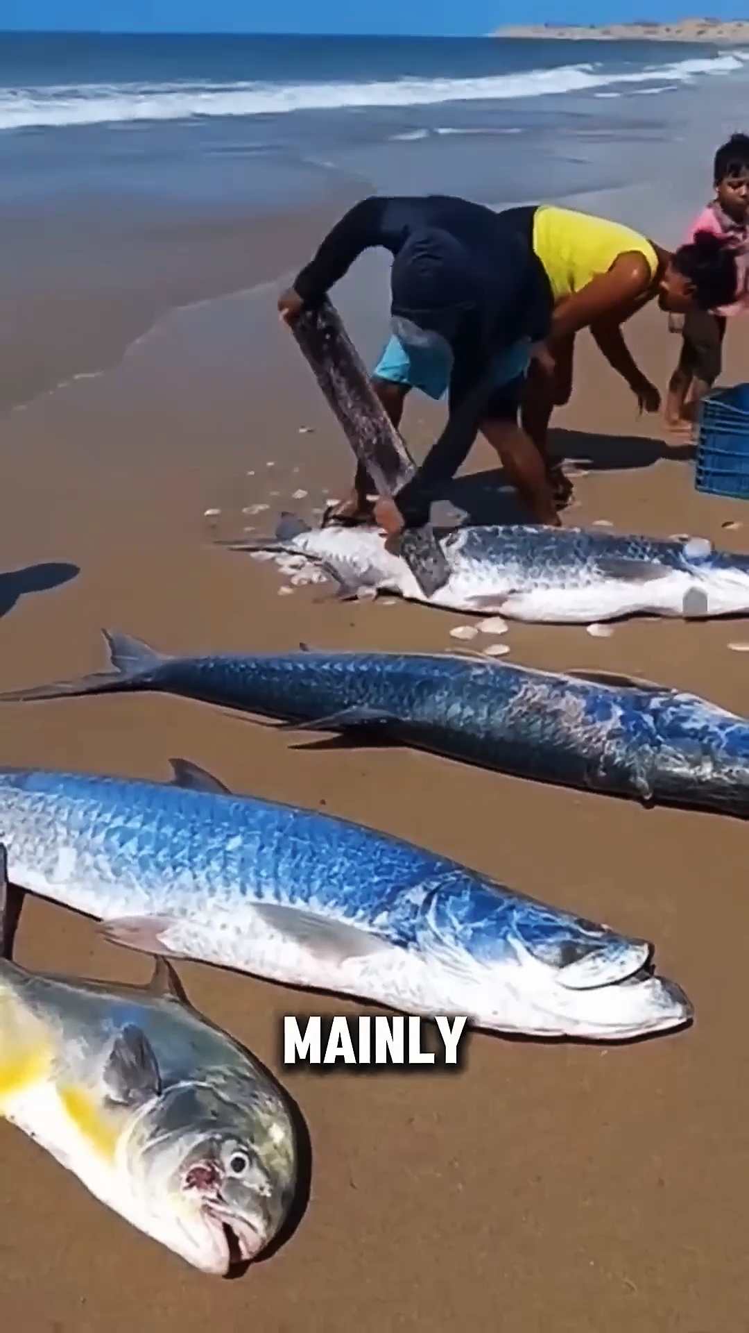 你抓到过这么大的海鲢鱼吗