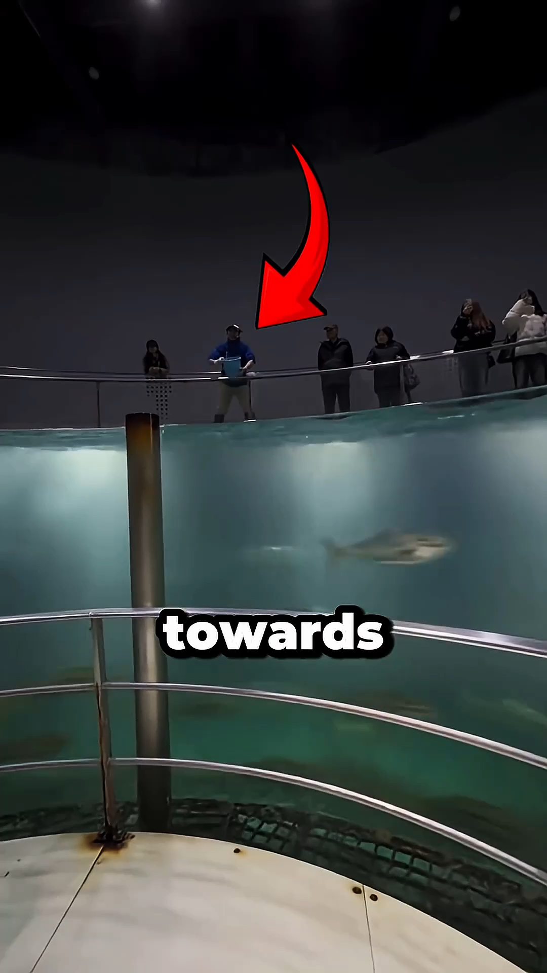 原来水族馆里的鱼是这样训练的