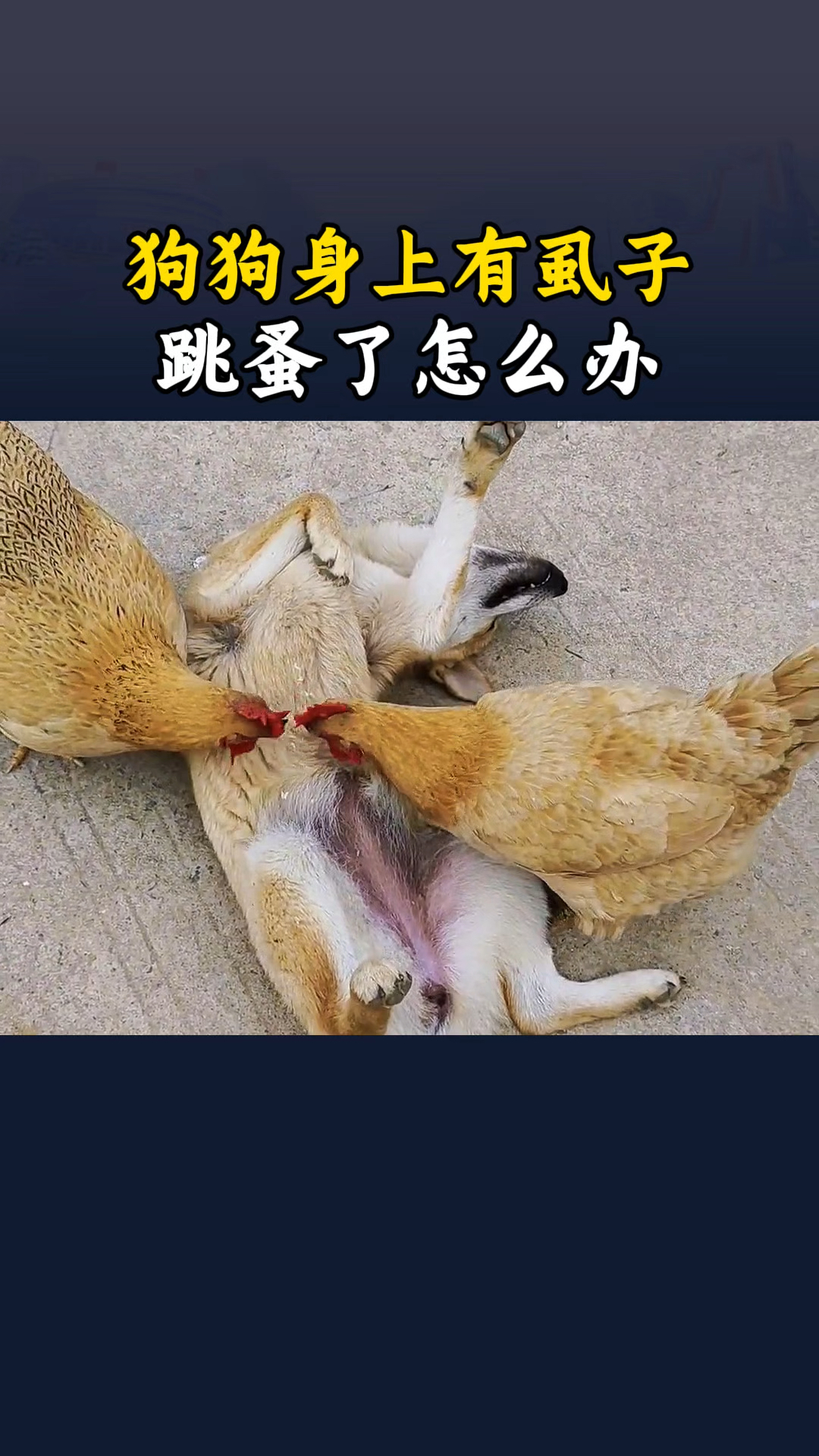 狗狗身上有虱子跳蚤了怎么办