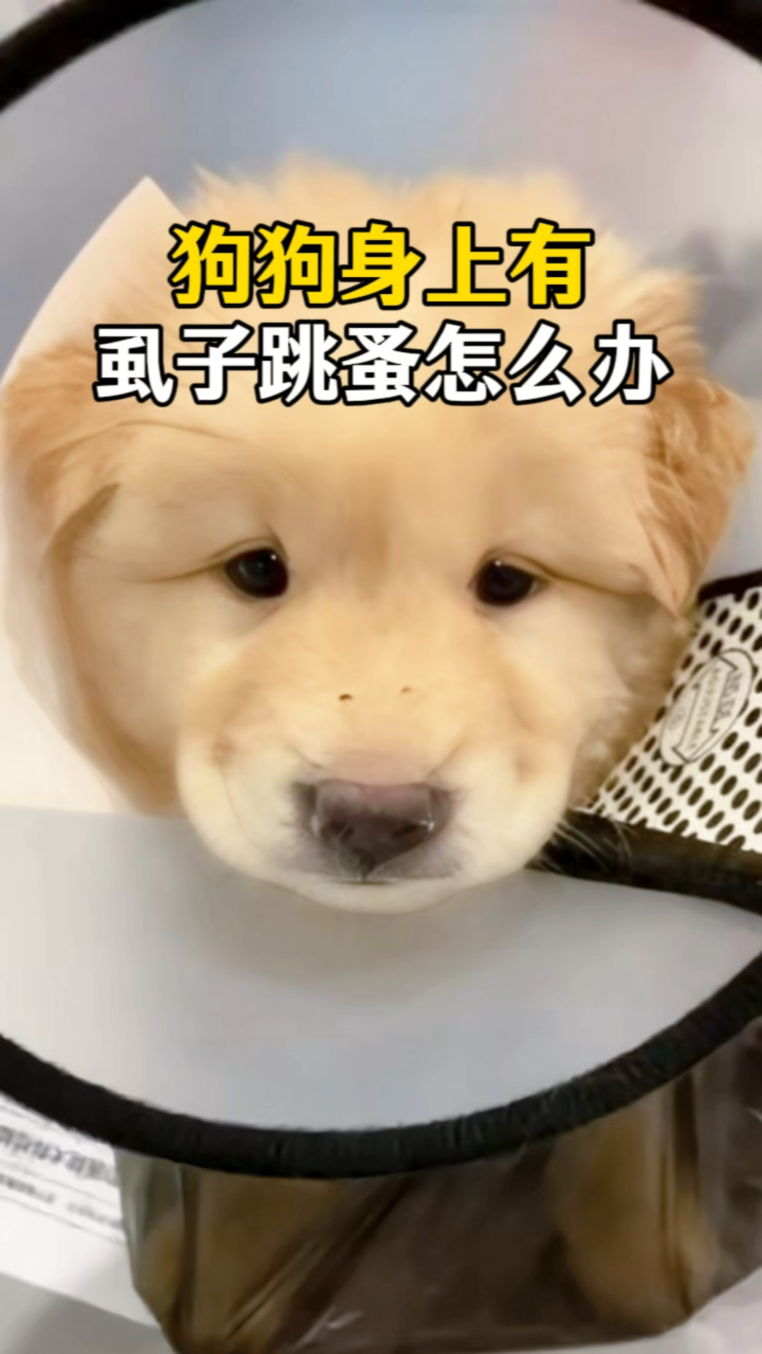 狗狗身上有了虱子跳蚤了怎么办