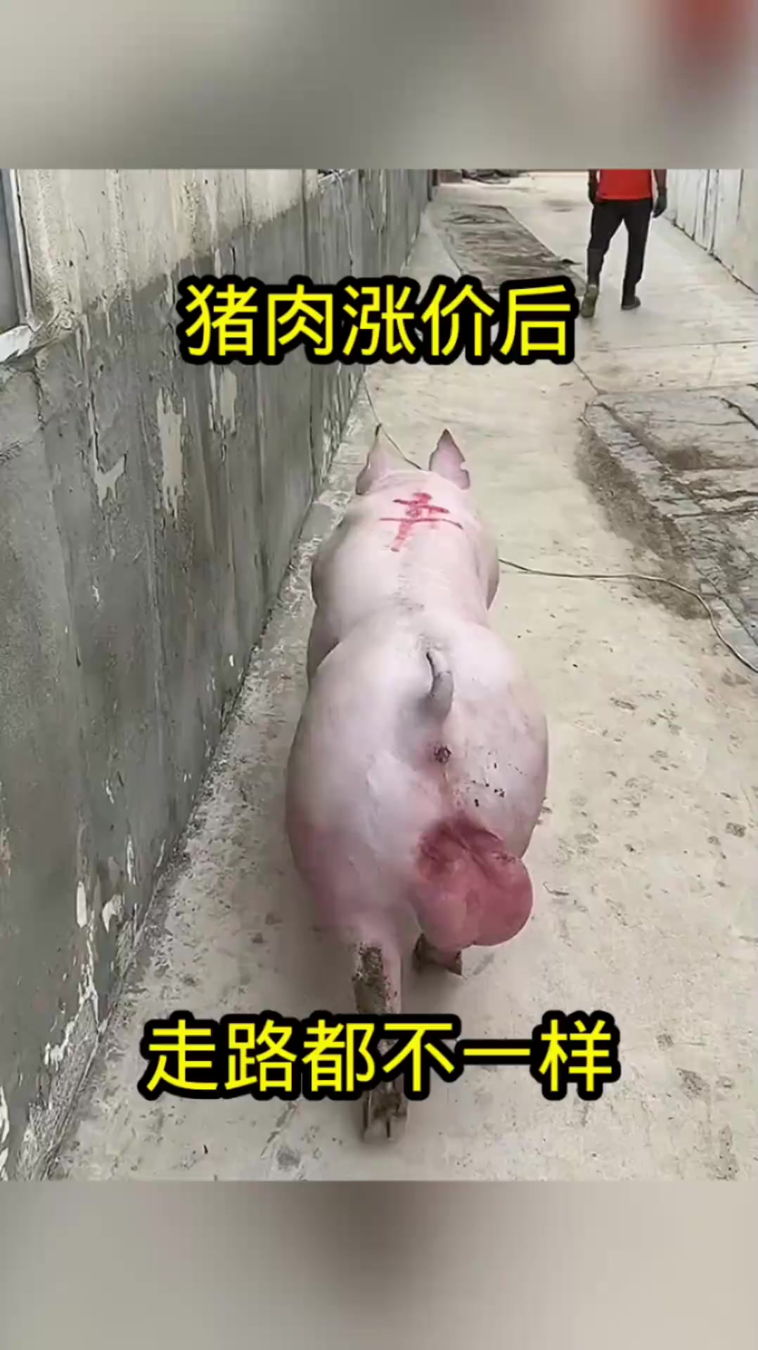 猪肉涨价后，走路都一样了！