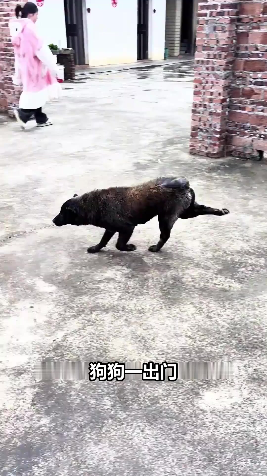 这只狗狗的独特跑姿,简直是行走的表情包!