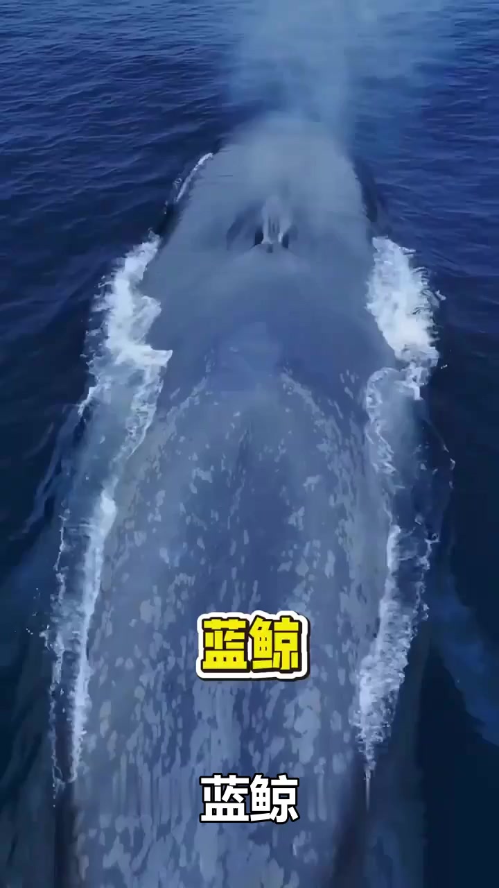 蓝鲸的身体结构处处彰显了进化的奇迹，你敢信吗？