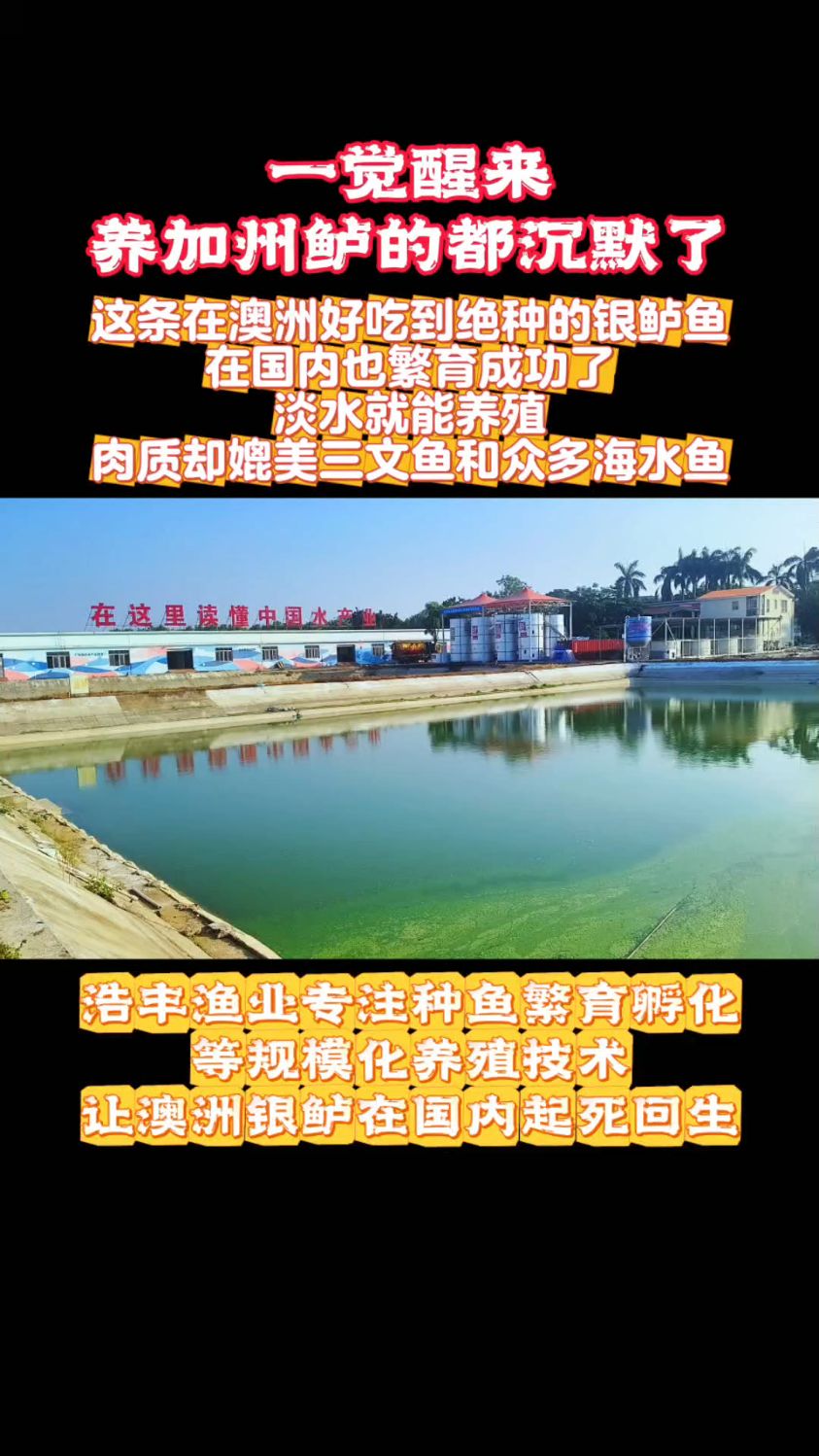 规模化养殖技术让澳洲银鲈在国内遍地开花