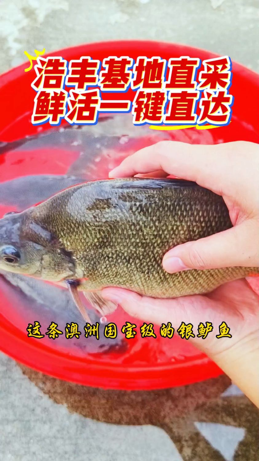 餐厅酒店宴会菜品爆款神器