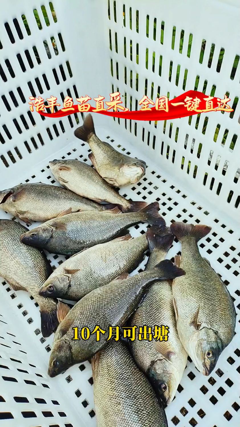 浩丰澳洲银鲈鱼苗源头基地,质优鱼苗全国一键直达