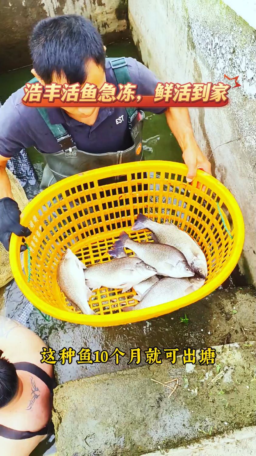 这条鱼8-10个月就可出塘