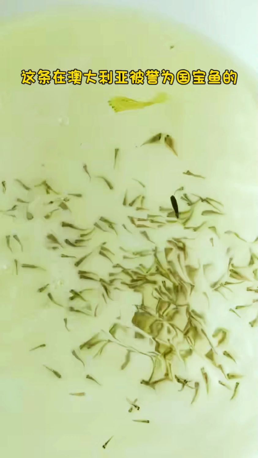 澳洲国宝级的银鲈鱼