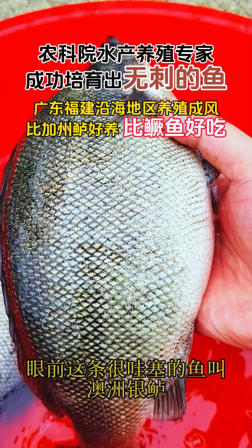 比加州鲈好养,比鳜鱼好吃的一条银鲈鱼