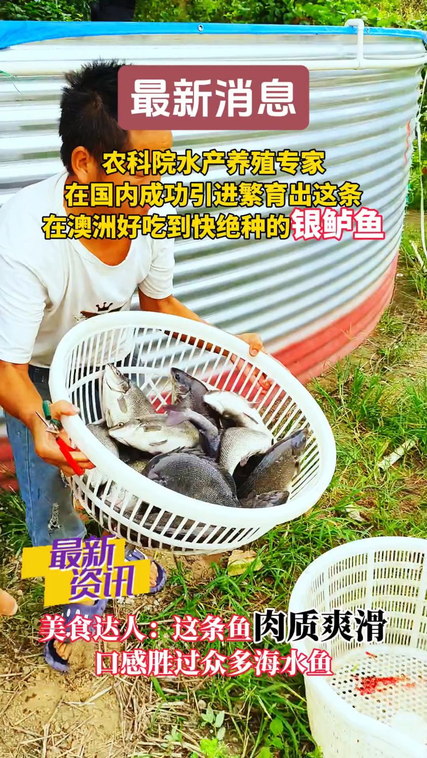 感谢水产养殖专家成功繁育这条在澳洲好吃到快绝种的银鲈鱼