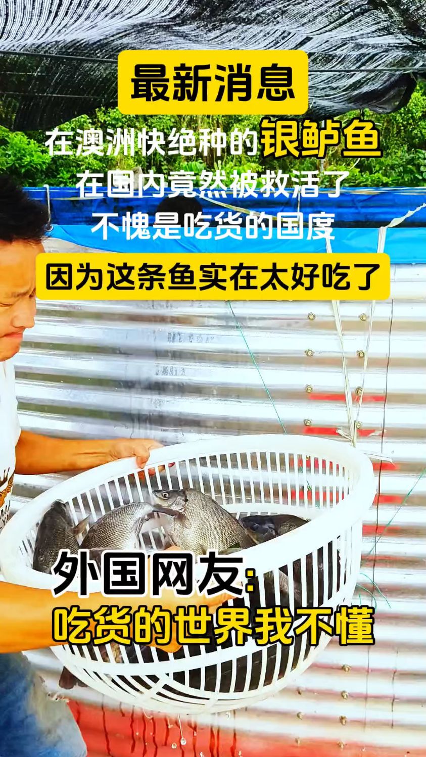 这条鱼因为好吃在澳洲快绝种了,也因为好吃,在吃货的国度被养活
