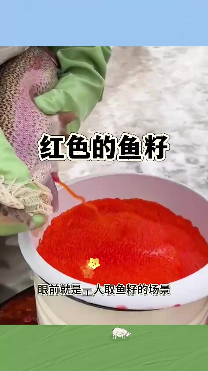 红色的鱼籽，更加的鲜美