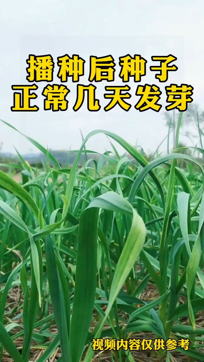 播种后种子正常几天发芽