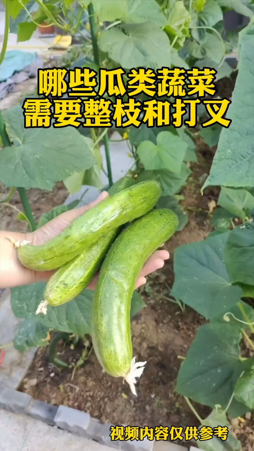 哪些瓜类蔬菜需要整枝和打叉