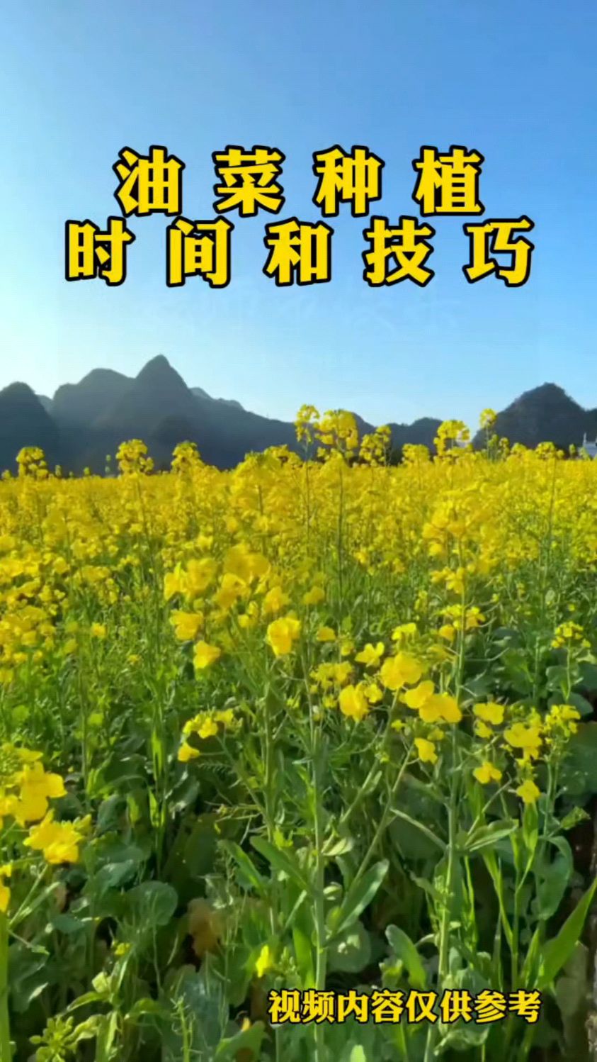 油菜种植时间和技巧
