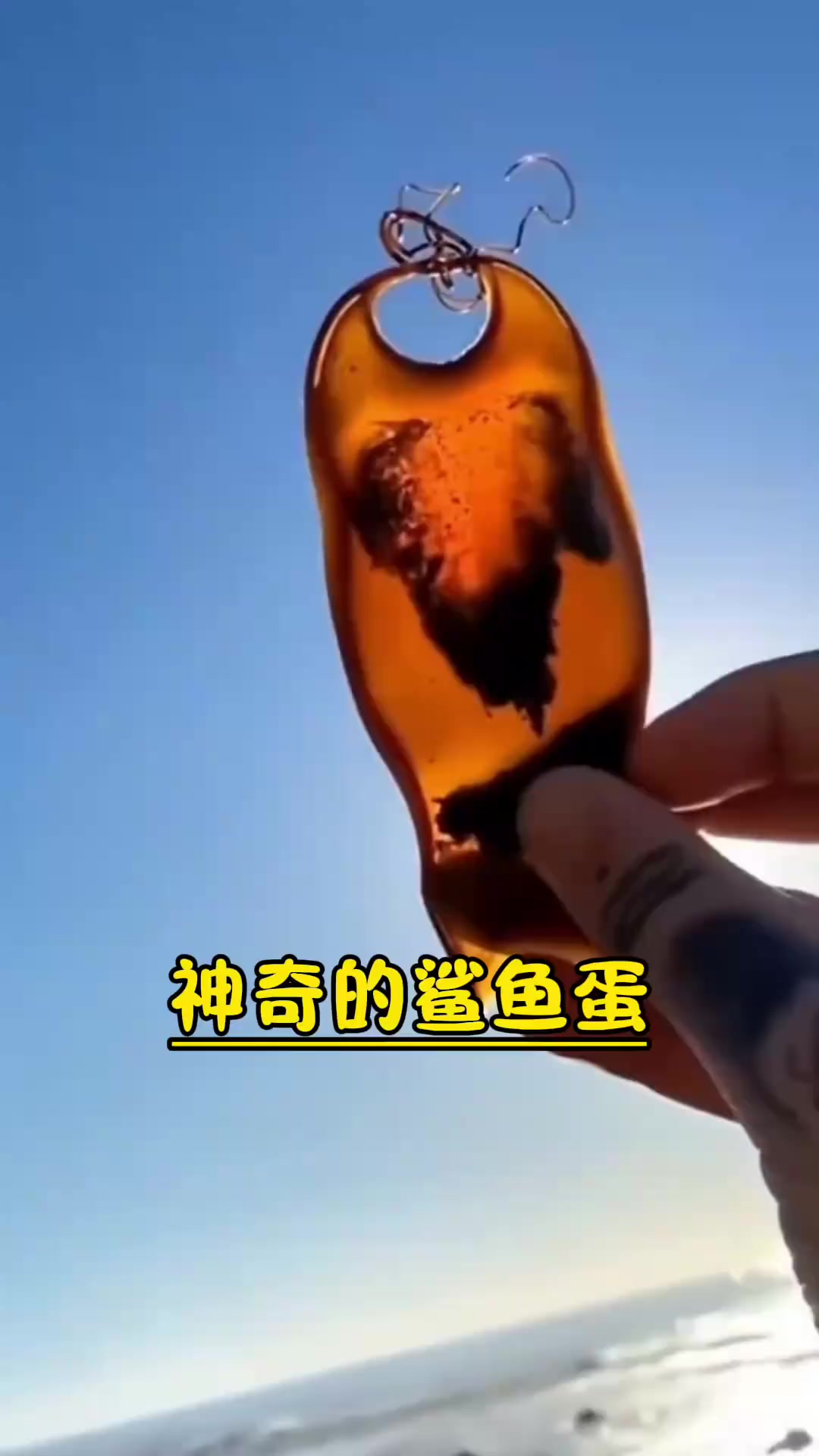 世界上最奇怪的鲨鱼蛋