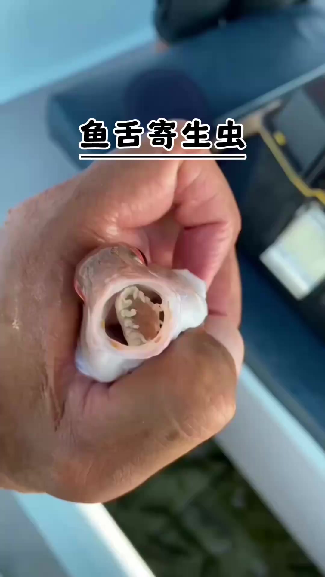 充当鱼舌头的寄生虫