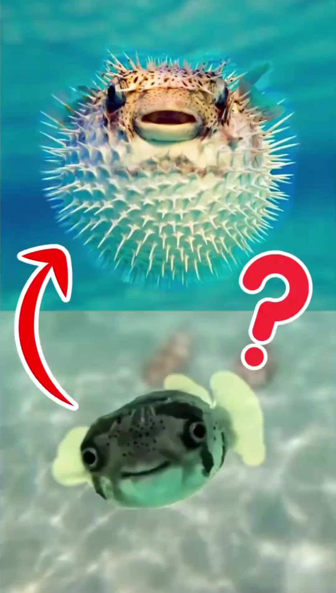 河豚是如何膨胀身体的