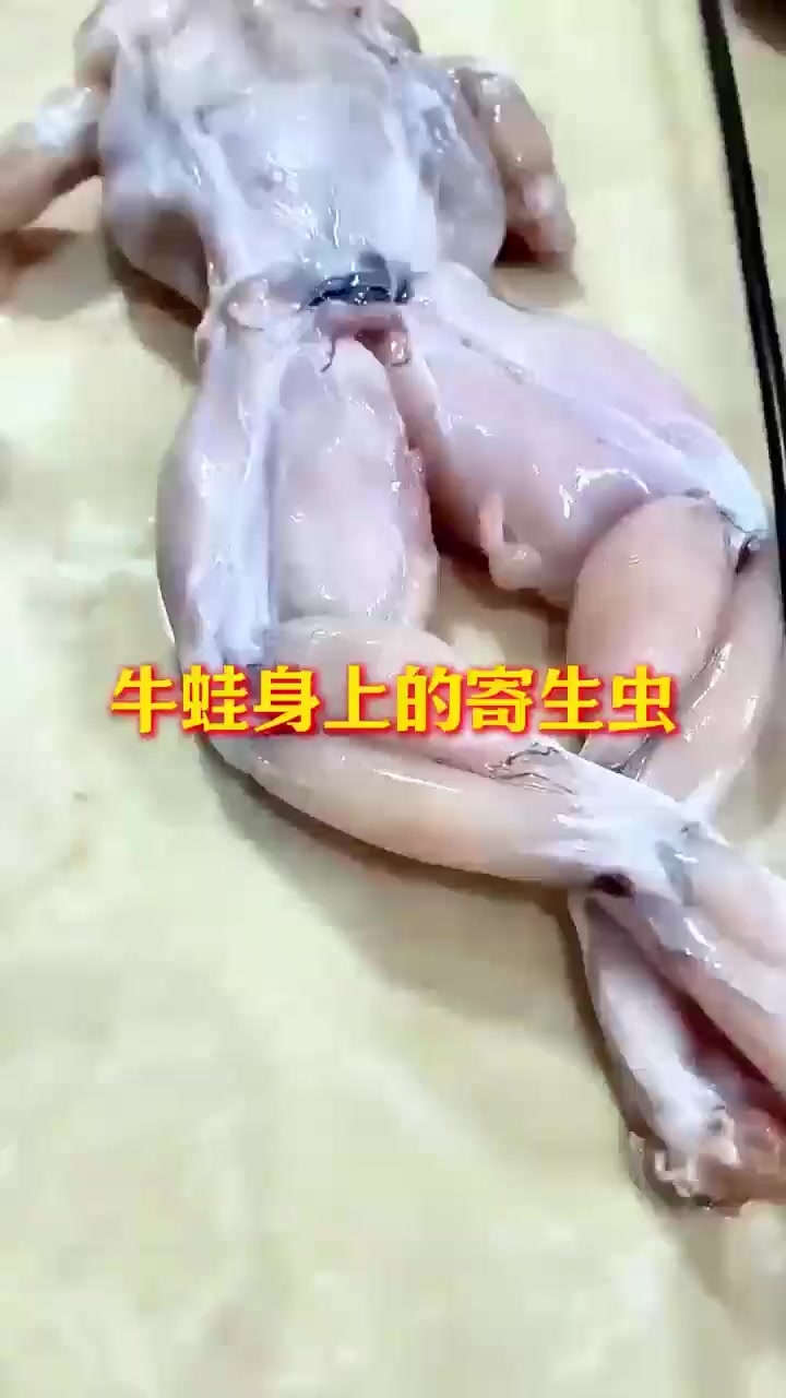 牛蛙身上的寄生虫