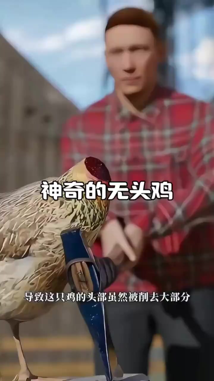 神奇的无头鸡
