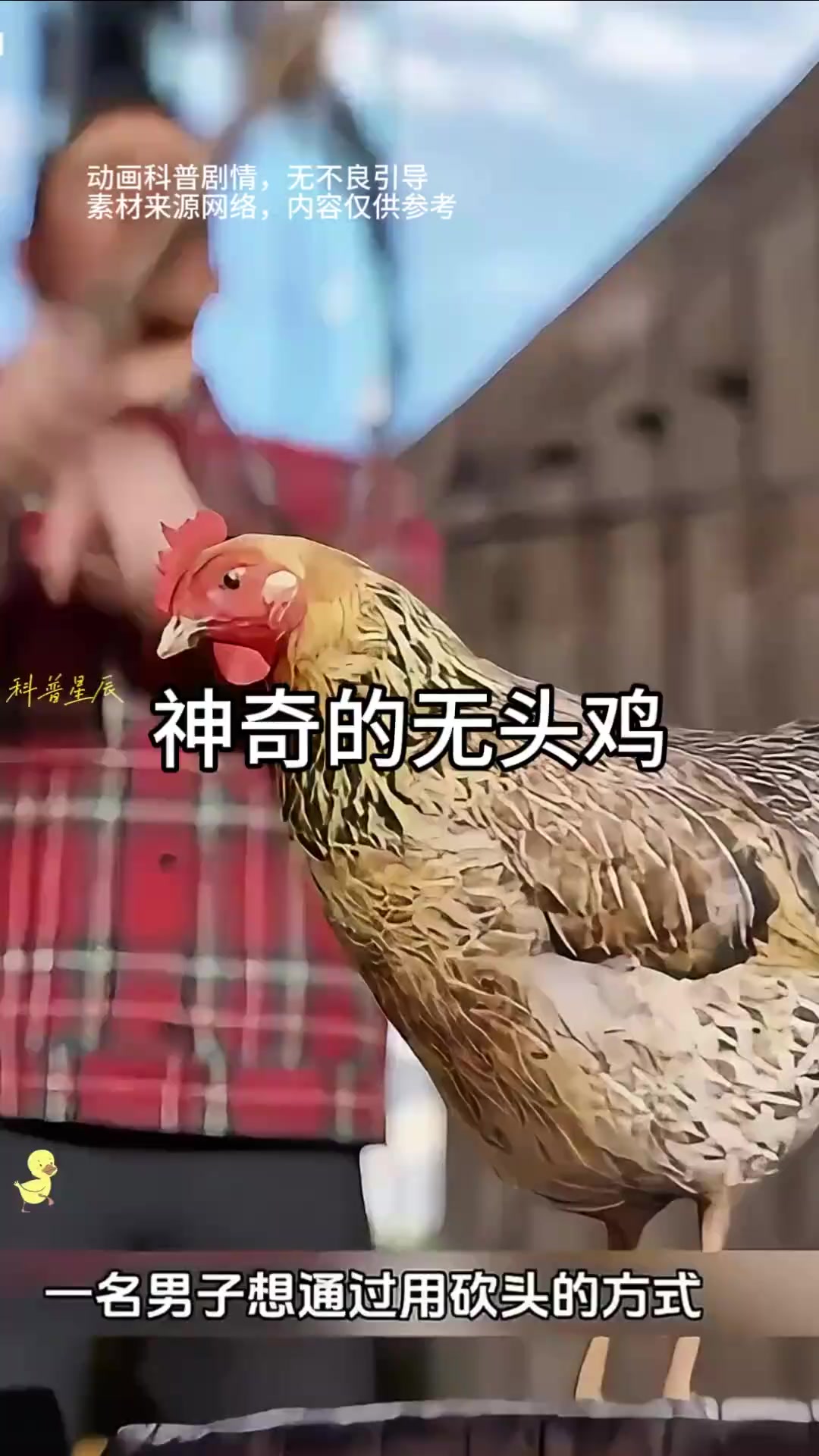 神奇的无头鸡,竟然奇迹般的存活了两个月