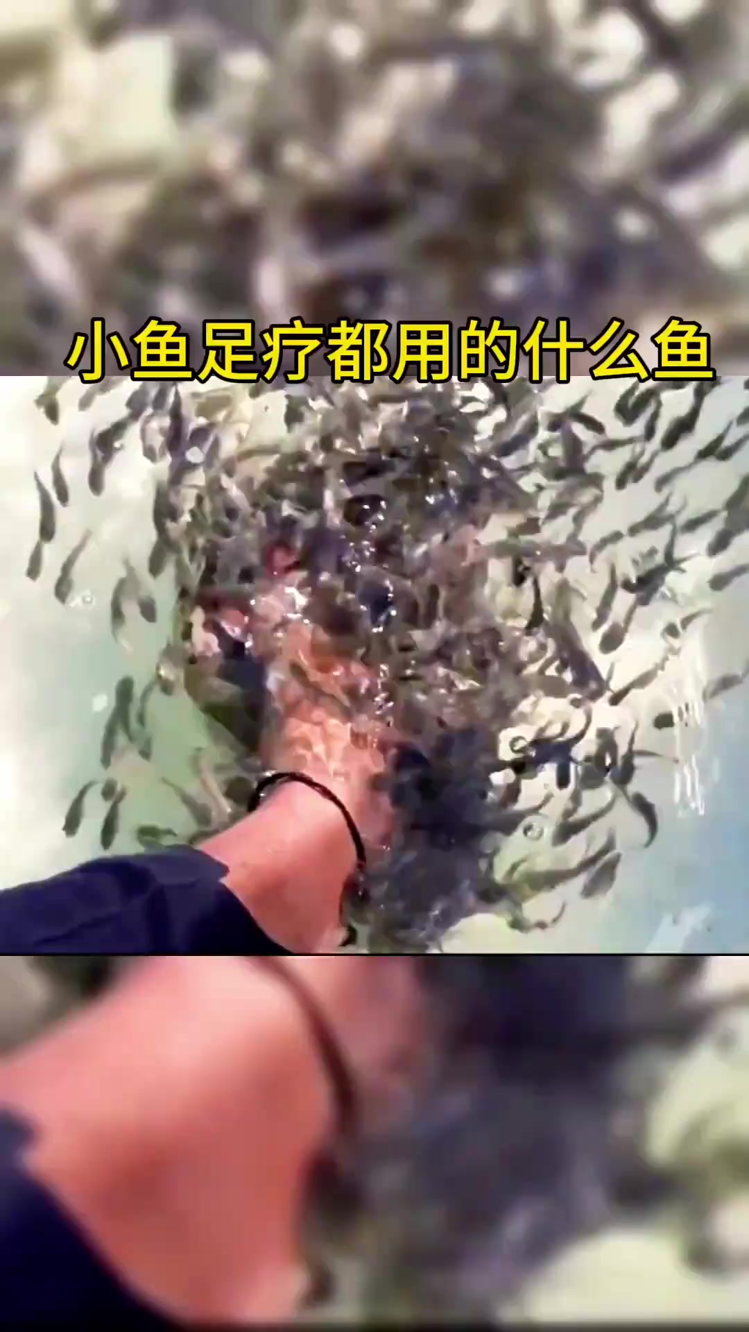 小鱼足疗究竟用的是什么鱼?