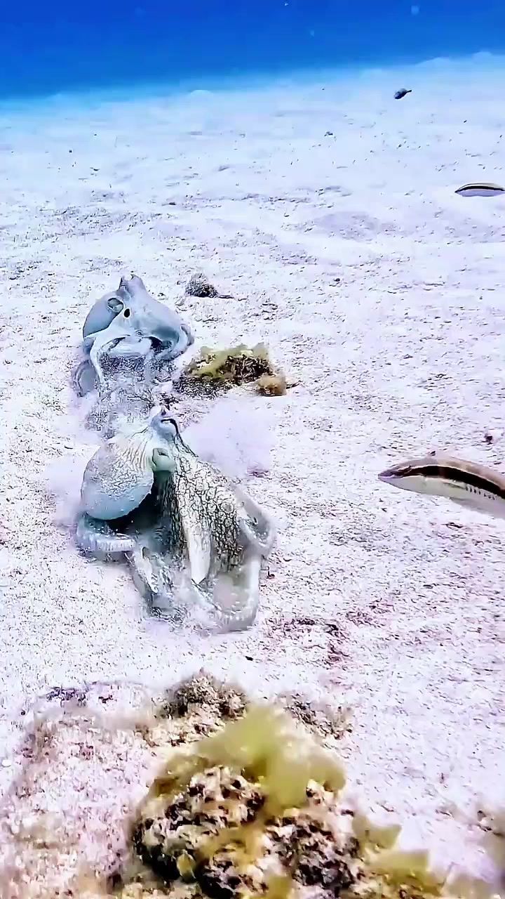 你知道海底的章鱼是如何打架的吗？