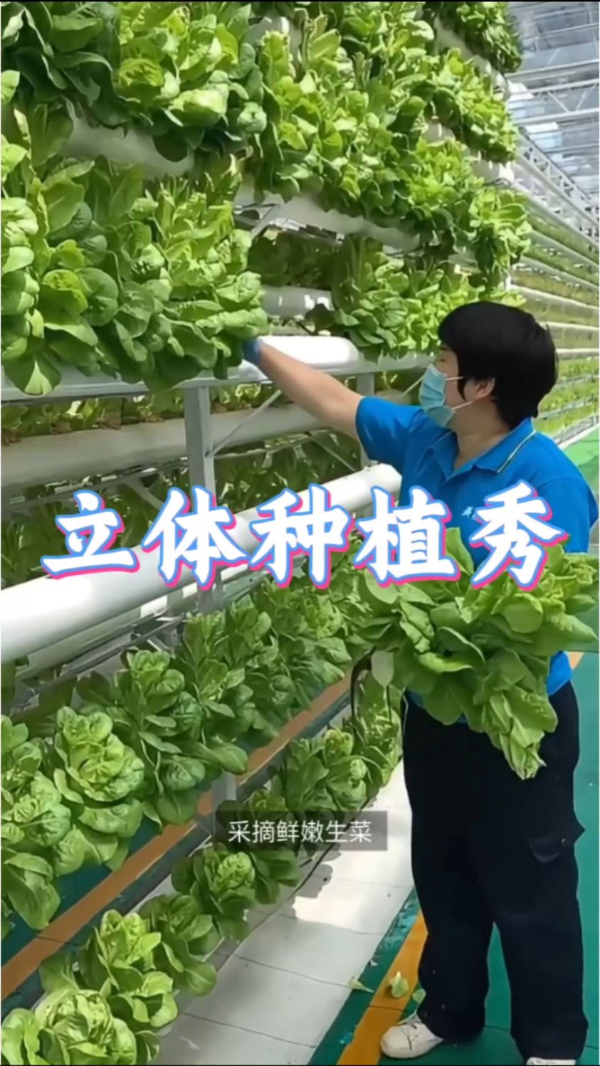 这种无土栽培模式省空间还能让蔬菜更水灵