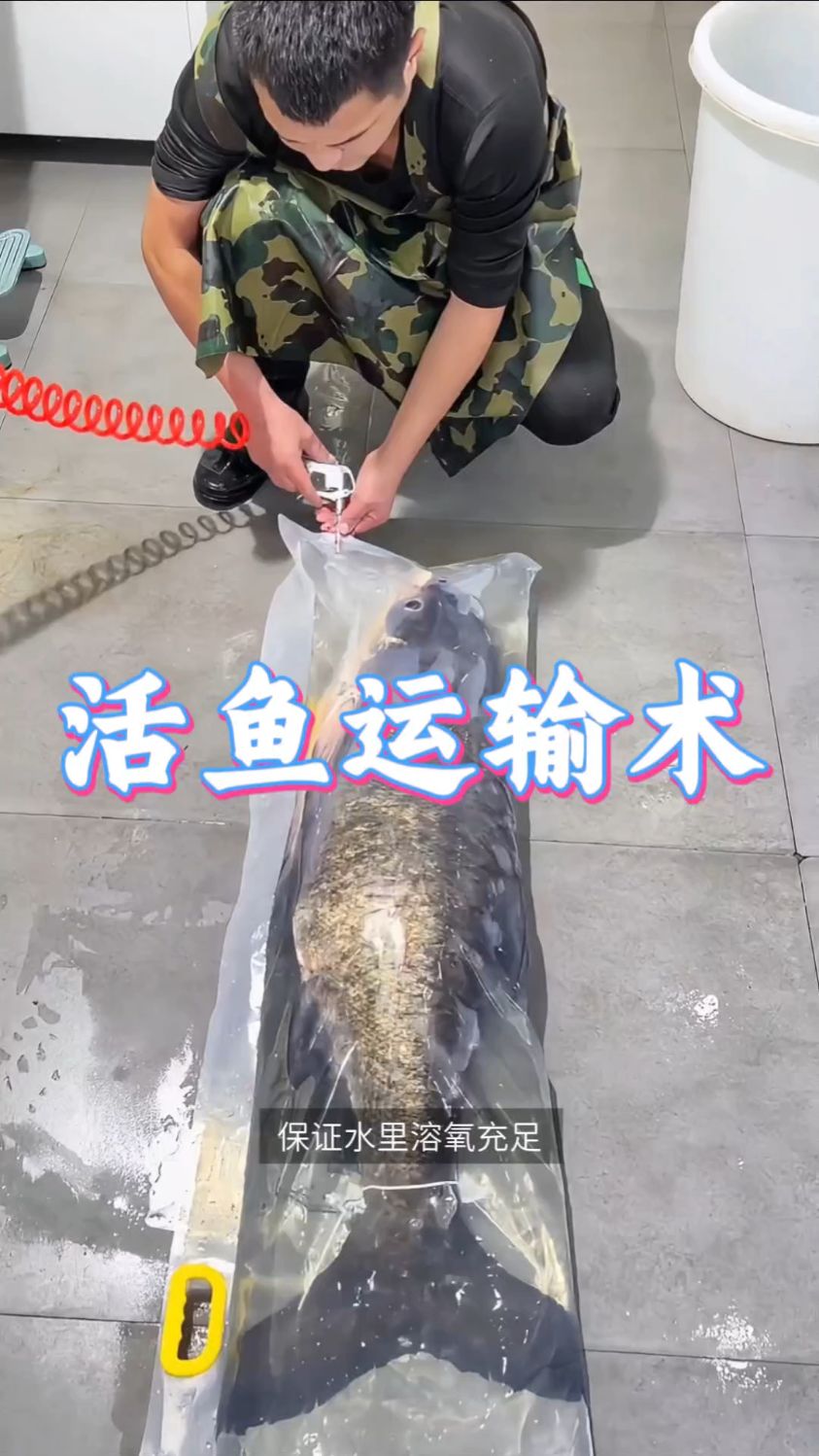 鱼看着不动,其实鳃还在正常呼吸