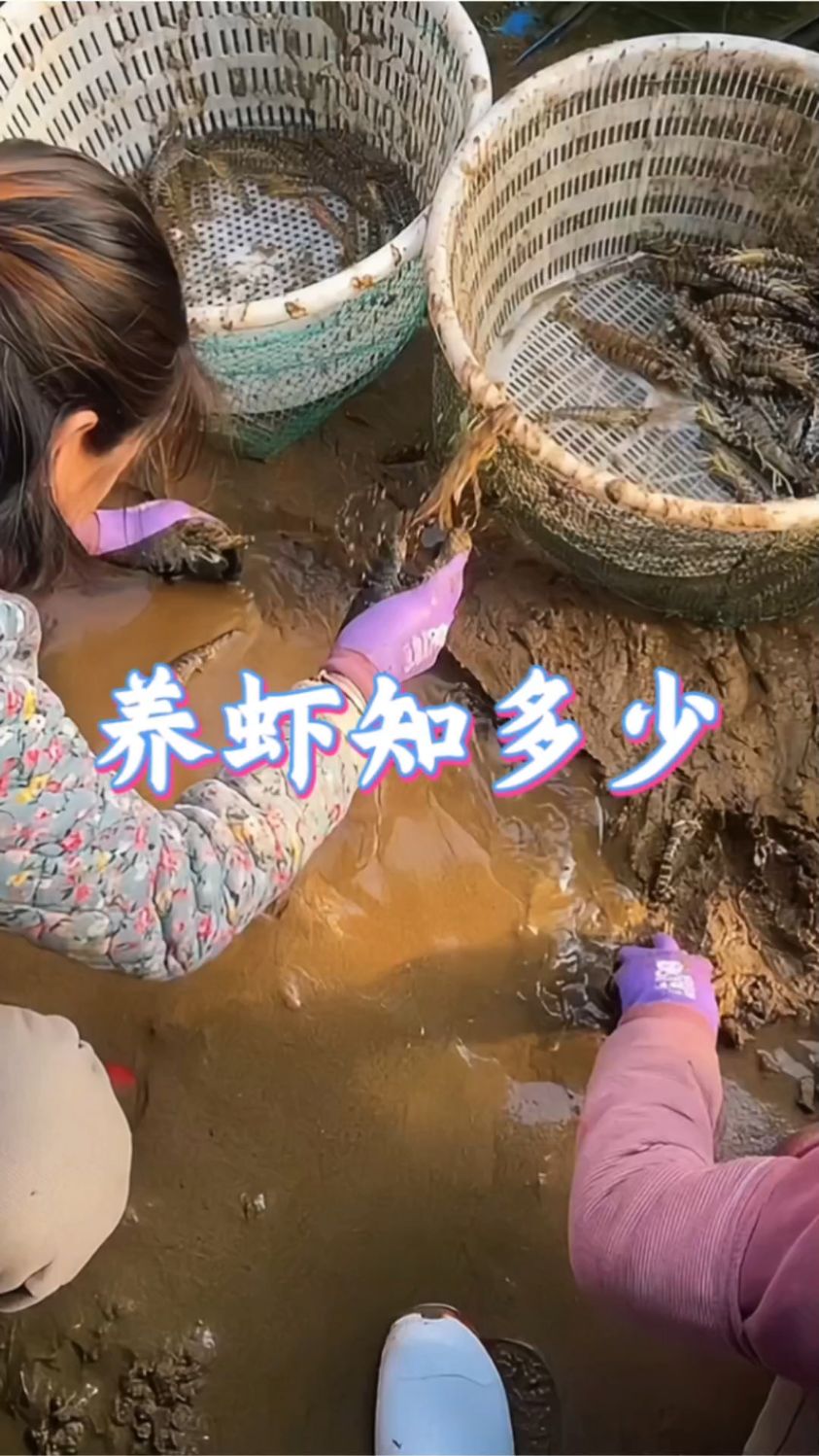 这就是人工养殖的九节虾，它还有个名字叫对虾