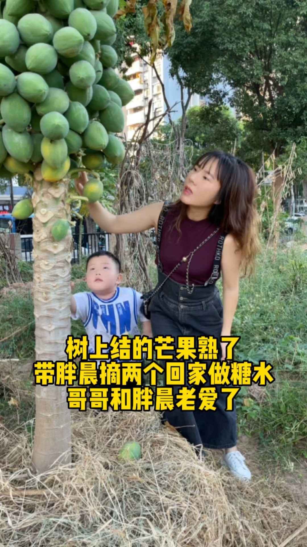 树上结的芒果熟了,摘两颗回去做糖水,胖晨了爱吃了
