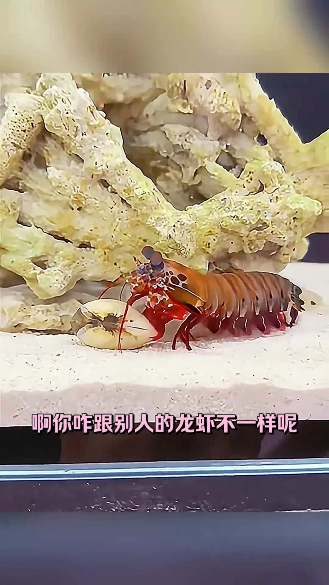 这只皮皮虾真能吃