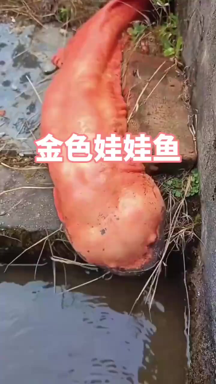 金色娃娃鱼，都说见者好运连连