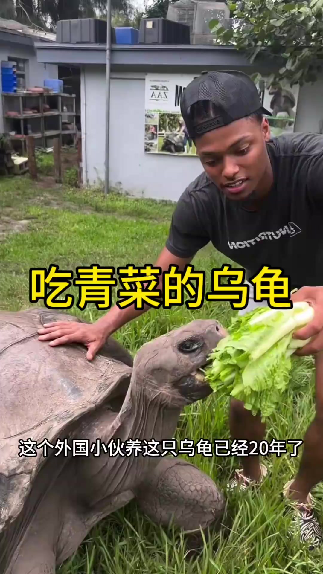还好这只乌龟只吃青菜,要不然可养不活这么大的乌龟啊。