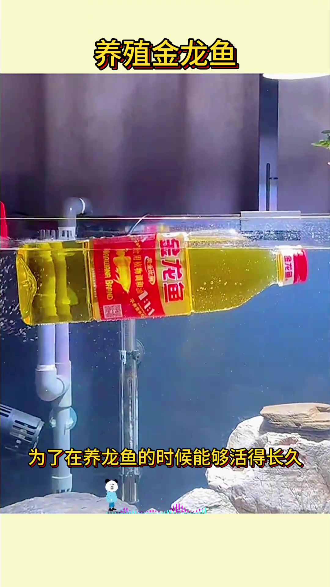 养殖金龙鱼,金龙鱼的油水真大