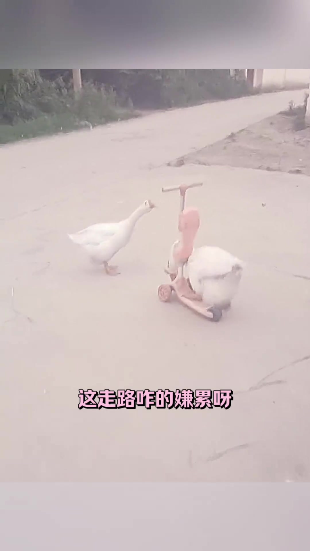鸭子会玩滑板车了