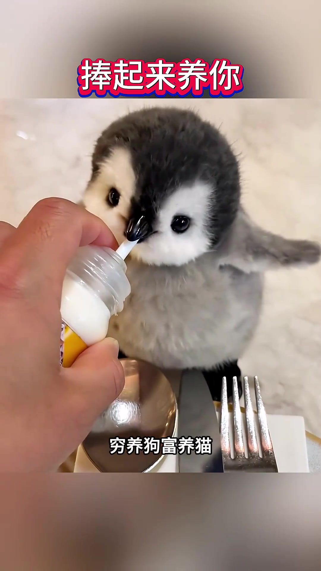 捧起来养你,可爱的小企鹅