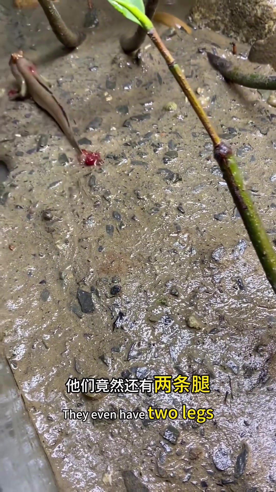 这是什么鱼,怎么还长了两条腿。