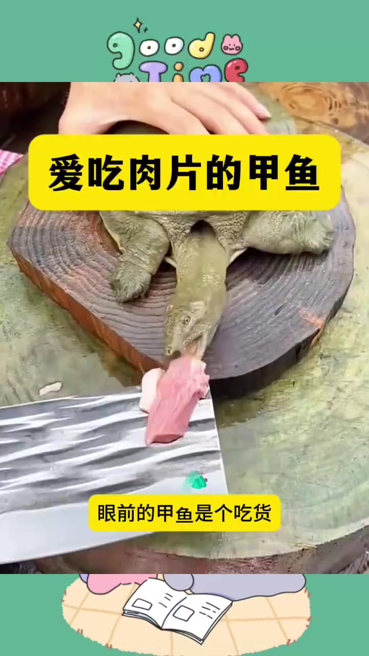 爱吃肉片的甲鱼,是个胆小的动物