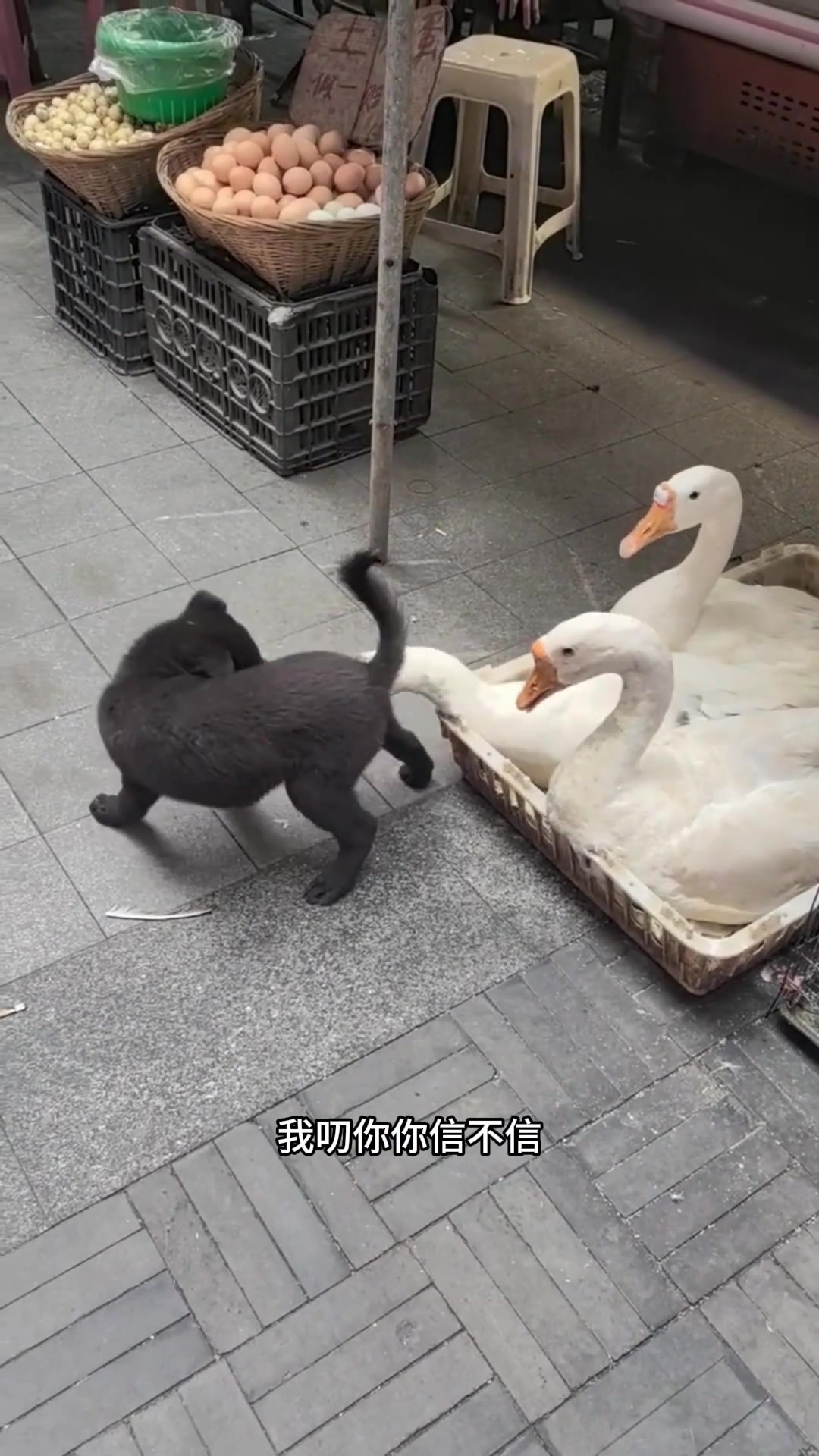 晚上必须吃铁锅炖大鹅，太能欺负狗了。