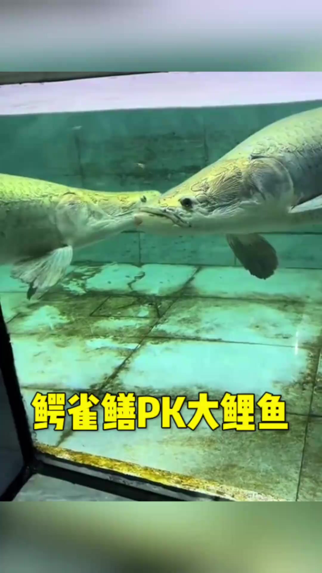 鳄雀鳝PK大鲤鱼呀