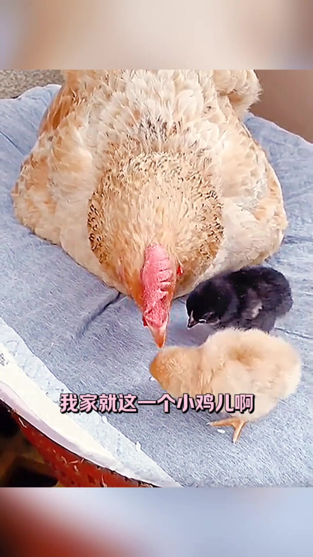 这小黑鸡咋回事呀