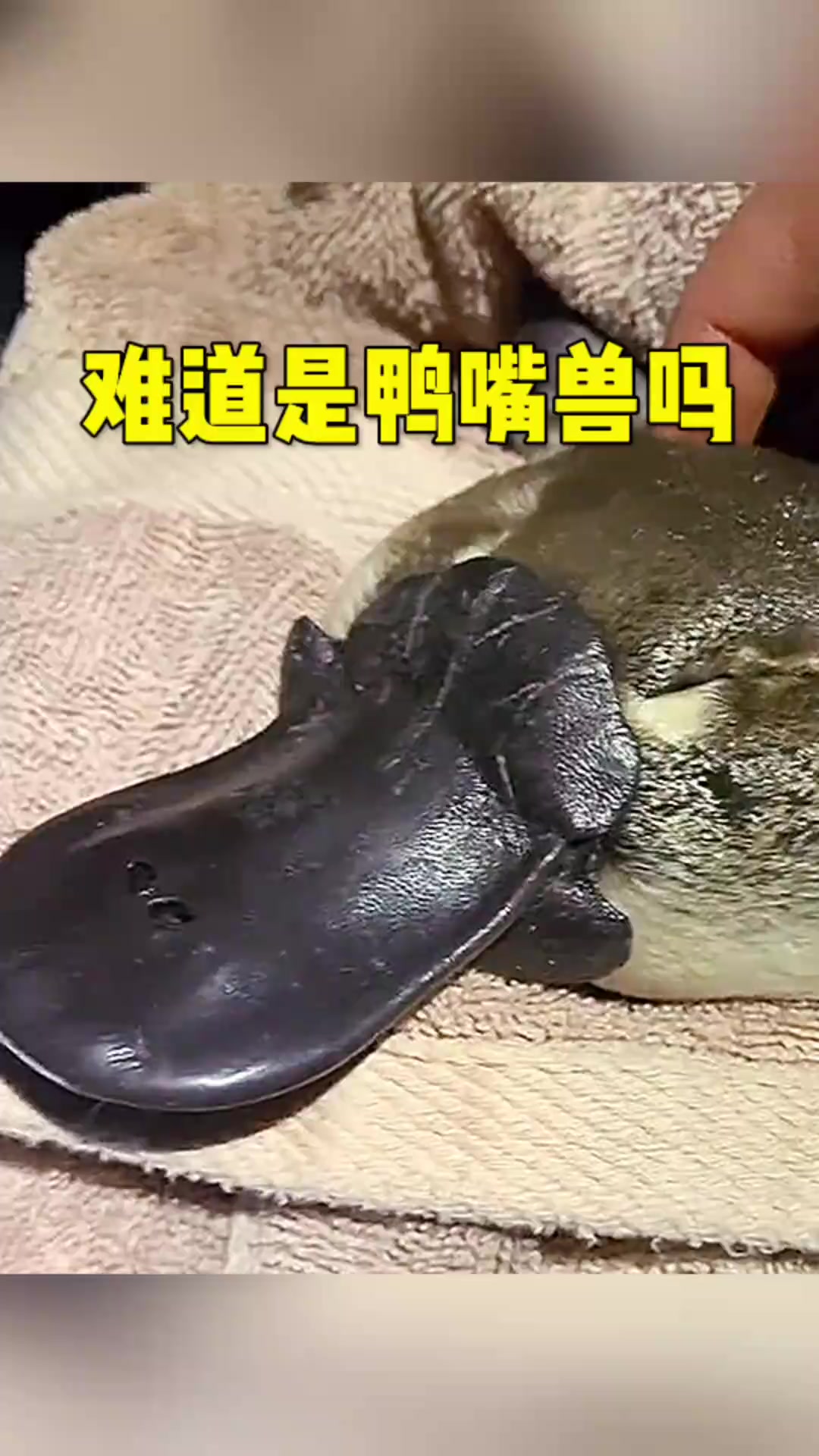 难道是鸭嘴兽吗厉害了