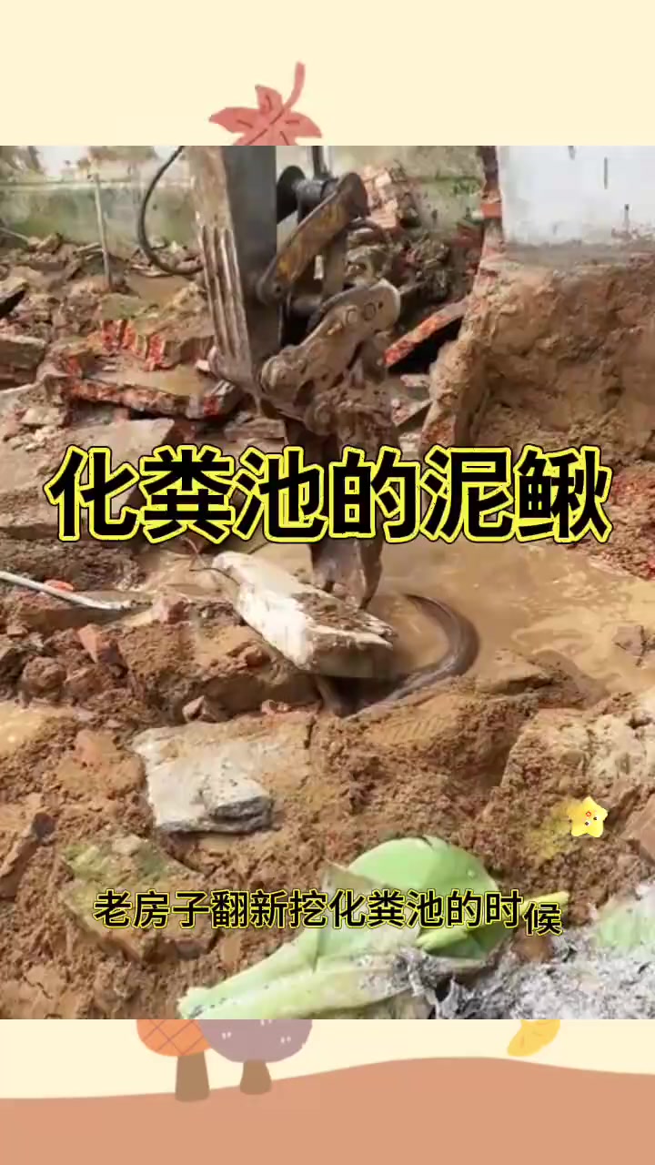 化粪池的泥鳅,味道很鲜美