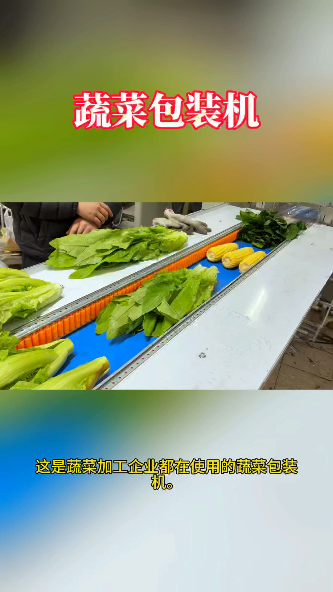 蔬菜自动包装机,可包装各种蔬菜瓜果类,包装效率是人工的好几倍