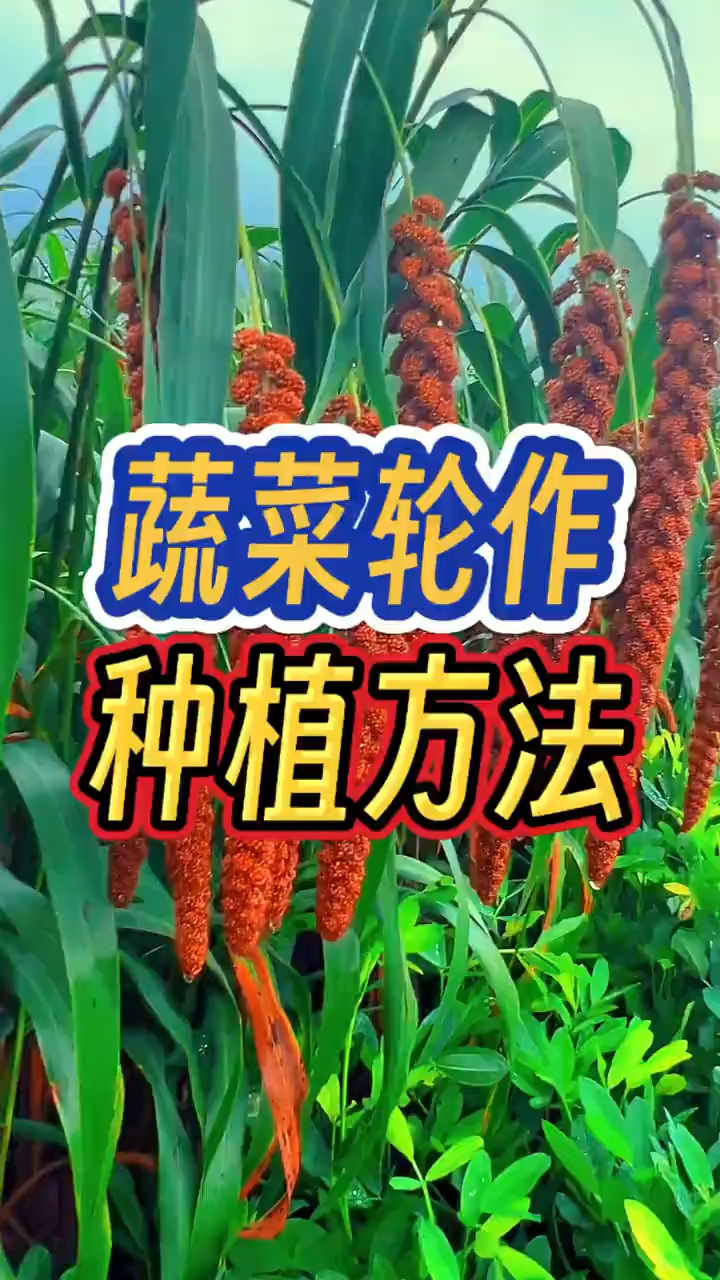 蔬菜轮作种植方法快来看看吧