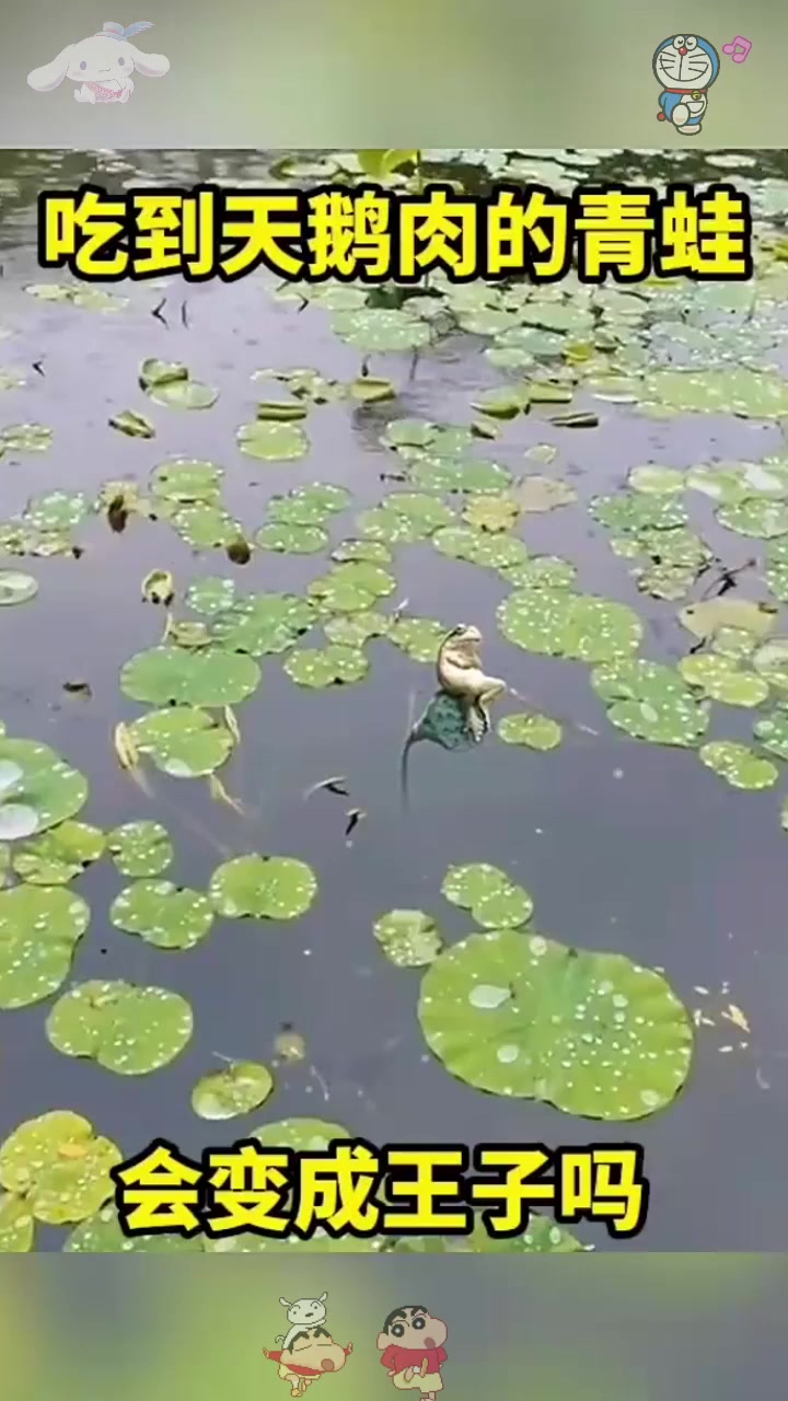  吃到天鹅肉的青蛙会变成王子吗